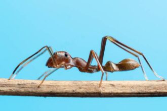 Discover a list of animals that eat ants. Learn why these animal species view ants as a food source and their benefits to ecosystems.