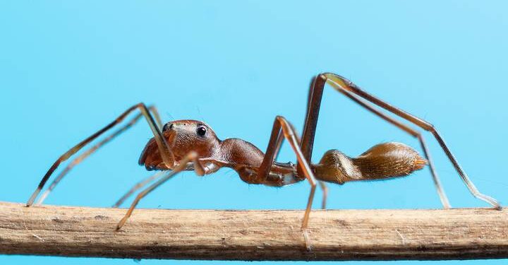 Discover a list of animals that eat ants. Learn why these animal species view ants as a food source and their benefits to ecosystems.
