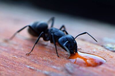 Discover the most common ants that are attracted to water. Learn about water-loving ants and how to manage them effectively.