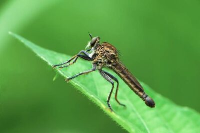 Explore the roles and benefits of flies in our ecosystem. Uncover what flies are good for beyond their annoyance.