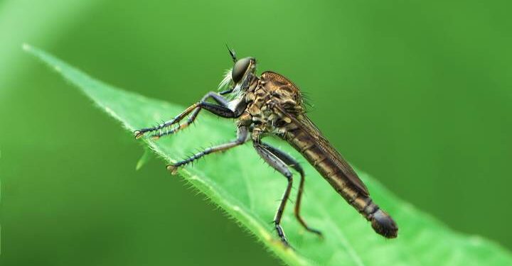 Explore the roles and benefits of flies in our ecosystem. Uncover what flies are good for beyond their annoyance.