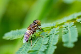 Discover what flies are attracted to naturally around your home. Understand their preferences in feeding and breeding environments.
