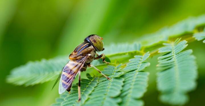 Discover what flies are attracted to naturally around your home. Understand their preferences in feeding and breeding environments.