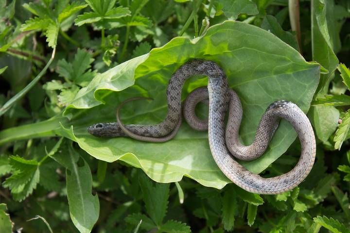 10 Plants That Attract Snakes in Your Garden and Home – Earth Friendly Momma